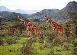Giraffe in the Lekurruki Group Ranch, Kenya