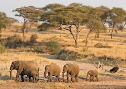 Elephants in Tarangire National Park