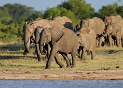 Breeding herd of elephant