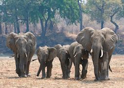 Elephant, South Luangwa National Park