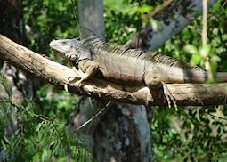 Iguana, Cayo District, Belize