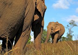 Elephants at the ELIE project, Mondulkiri