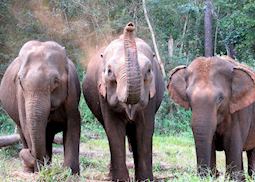 Elephants at the ELIE project, Mondulkiri