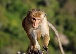 Macaques are a regular sighting throughout Sri Lanka