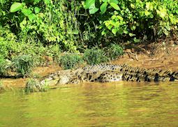 Crocodile, Kinabatangan River, Malaysian Borneo