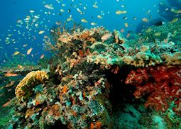 Underwater life on Moyo island, Indonesia