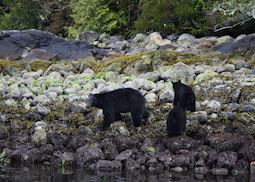 Mother bear and cubs, Clayoquot Sound