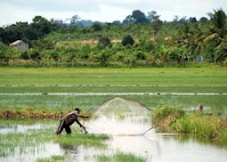 Fishing in the paddy fields, Cambodia