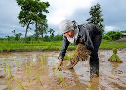 Rice planting in the Isaan region, Thailand