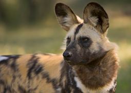 Wild dog, Madikwe Game Reserve