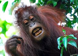 Female orangutan, Kinabatangan River, Malaysian Borneo