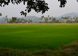 Paddy fields on Langkawi