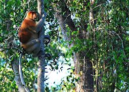 Proboscis monkey, Kinabatangan River, Malaysian Borneo