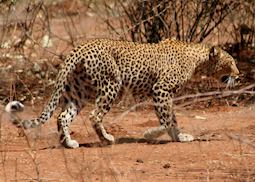Leopard, Lower Zambezi National Park, Zambia