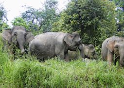Herd of Pygmy Elephants