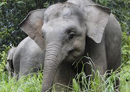 Pygmy Elephant Calf on the Kinabatangan River