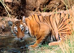 Tiger drinking