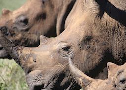 White Rhino, Lewa Wilderness Conservancy, Kenya