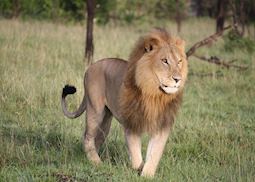 Lion, Masai Mara, Kenya