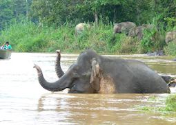 Elephants on the Kinabatangan River, Malaysian Borneo