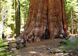 General Sherman, Sequoia National Park