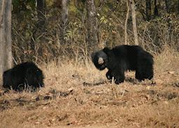 Sloth Bears, Satpura National Park