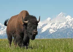 A bison in Grand Teton National Park
