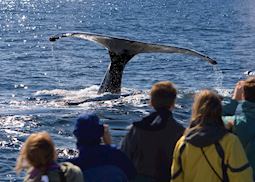 Whale watching off the Alaskan coast