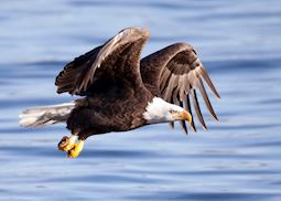 Bald eagle in flight