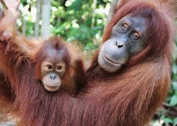 Inhabitants of the Gunug Leuser National Park, Sumatra