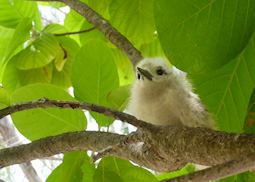 Fairy tern chick on Denis Island
