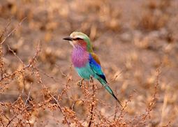 Lilac breasted roller, Tarangire National Park