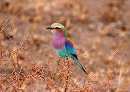 Lilac-breasted roller, Tarangire National Park