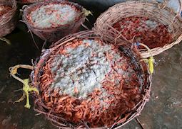 Freshly produced prawns just outside Jaffna