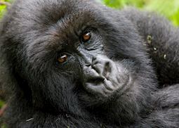 Mountain gorilla, Virunga Volcanoes National Park