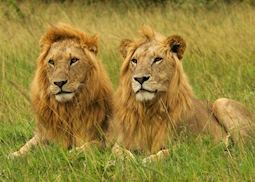 Male lions, Masai Mara