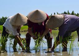 Planting the rice