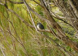 Birding Bonanza and Kiwi Spotting full day tour of Ulva and Stewart Islands, Stewart Island