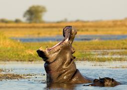 Hippos, Kafue National Park