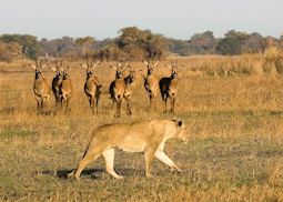 Lioness and roan antelope, Busanga region, Kafue National Park