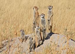 Meerkat family, Makgadikgadi Pans
