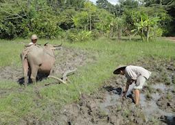 Workers at the Living Land Rice Experience, Luang Prabang