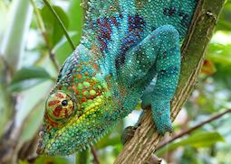 Panther Chameleon, Madagascar