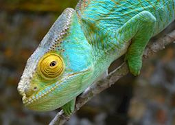 Chameleon, Madagascar