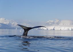 Whale spotting, Antarctica