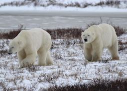 Polar bears wander out on the tundra near Churchill, Canada