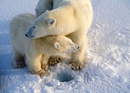 Polar bears near Churchill, Manitoba