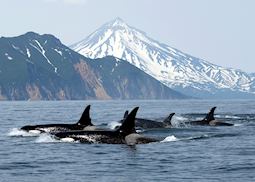 A pod of orca off Vancouver Island