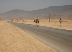 Camel near Salalah