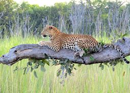 Leopard, Moremi Wildlife Reserve, Botswana